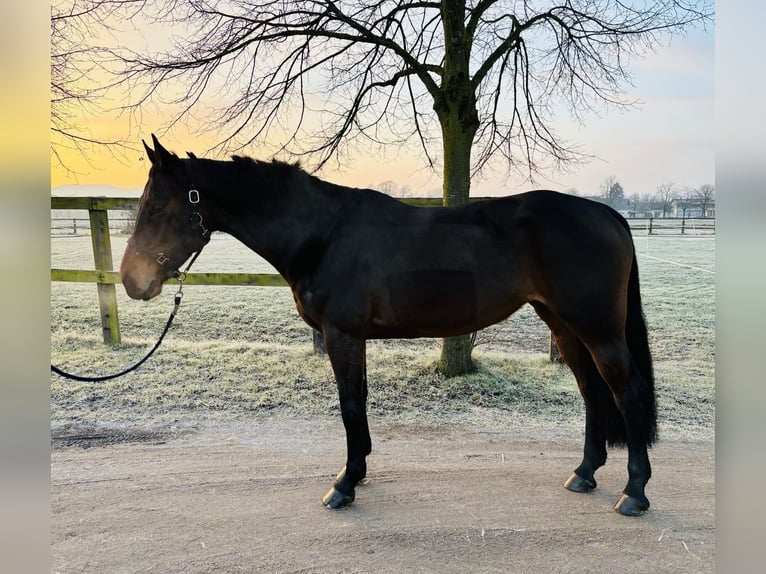 Zangersheide Giumenta 6 Anni 166 cm Baio in Schwäbisch Gmünd