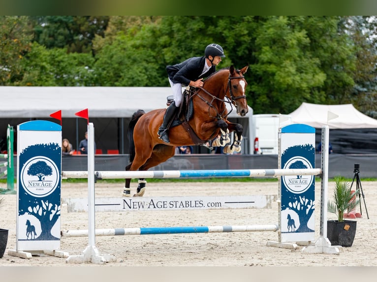 Zangersheide Giumenta 6 Anni 166 cm Baio in Mszana Górna