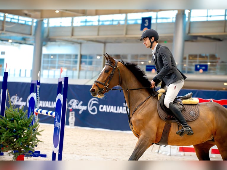 Zangersheide Giumenta 6 Anni 166 cm Baio in Mszana Górna