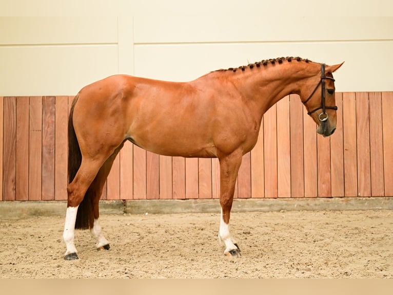 Zangersheide Giumenta 6 Anni 166 cm  in Bladel