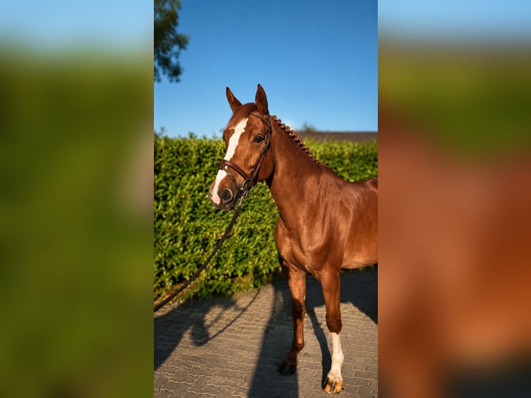 Zangersheide Giumenta 6 Anni 166 cm Sauro in Bremen