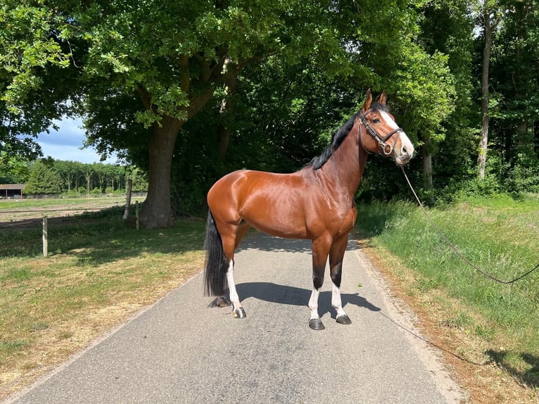 Zangersheide Giumenta 6 Anni 168 cm Baio in Holten
