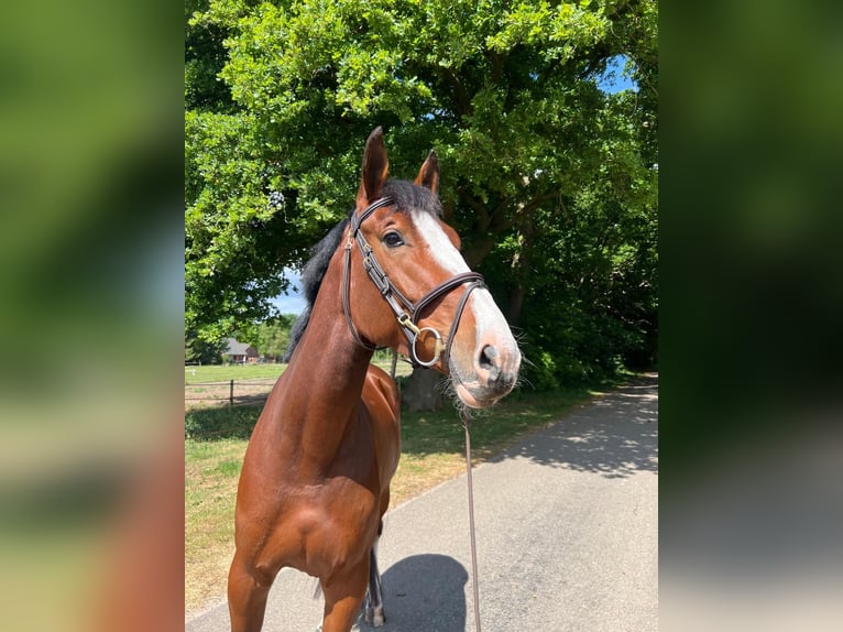 Zangersheide Giumenta 6 Anni 168 cm Baio in Holten