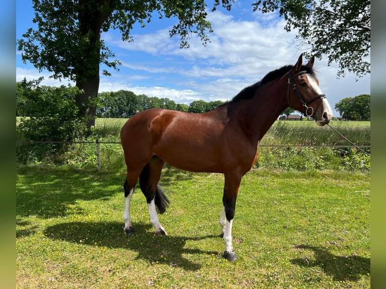 Zangersheide Giumenta 6 Anni 168 cm Baio in Holten
