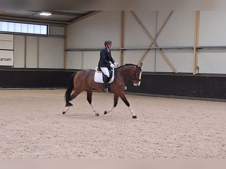 Zangersheide Giumenta 6 Anni 168 cm Baio in Holten