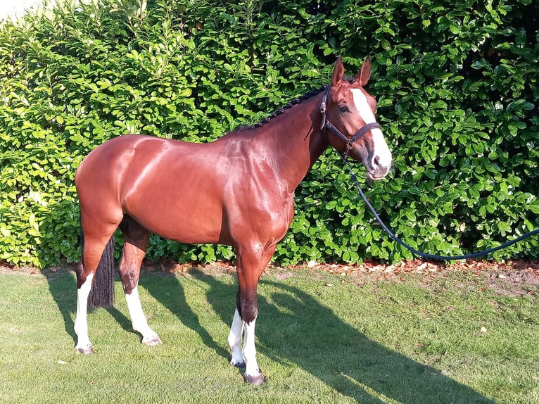 Zangersheide Giumenta 6 Anni 168 cm Baio in Holten