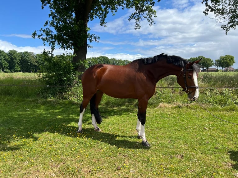 Zangersheide Giumenta 6 Anni 168 cm Baio in Holten