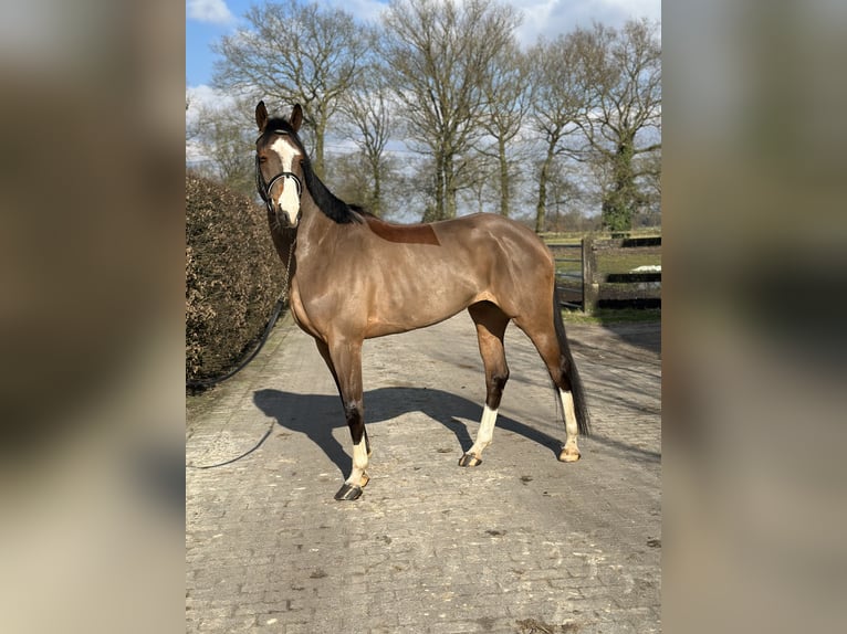 Zangersheide Giumenta 6 Anni 168 cm Baio scuro in Heusden zolder