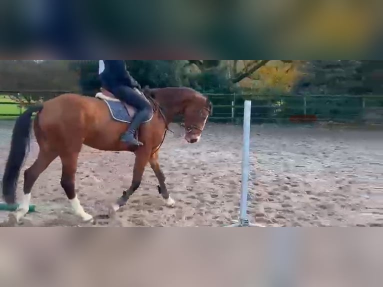 Zangersheide Giumenta 6 Anni 168 cm Baio scuro in Heusden zolder