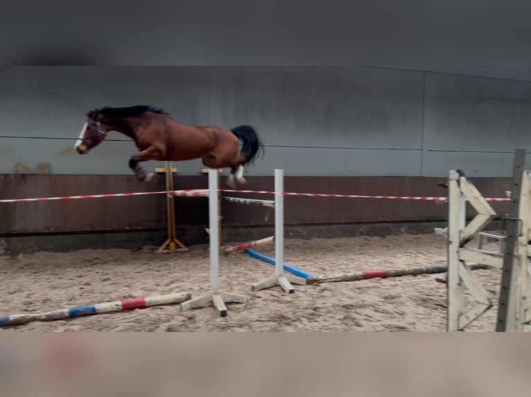 Zangersheide Giumenta 6 Anni 168 cm Baio scuro in Heusden zolder