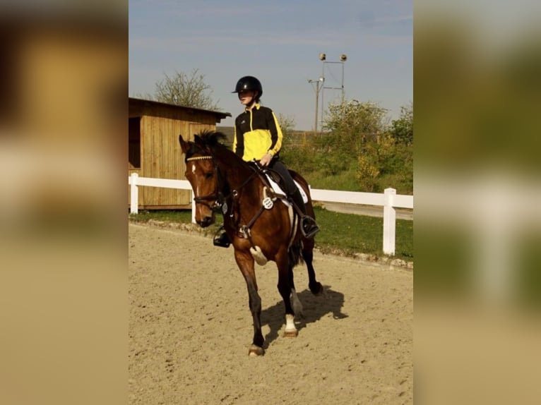 Zangersheide Giumenta 6 Anni 169 cm Baio in Hohenseeden