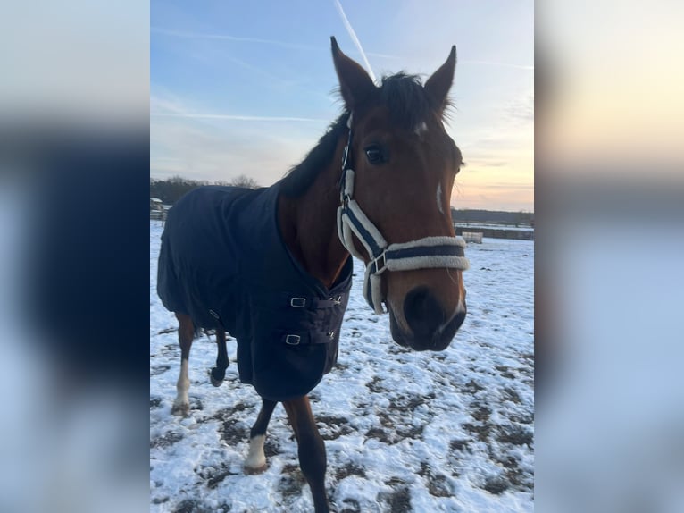 Zangersheide Giumenta 6 Anni 169 cm Baio in Hohenseeden