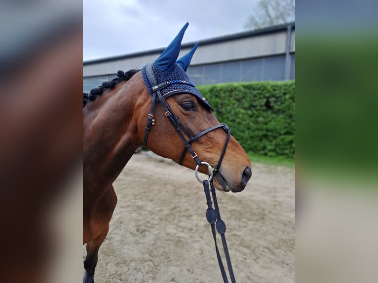 Zangersheide Giumenta 6 Anni 169 cm Baio in Braunschweig