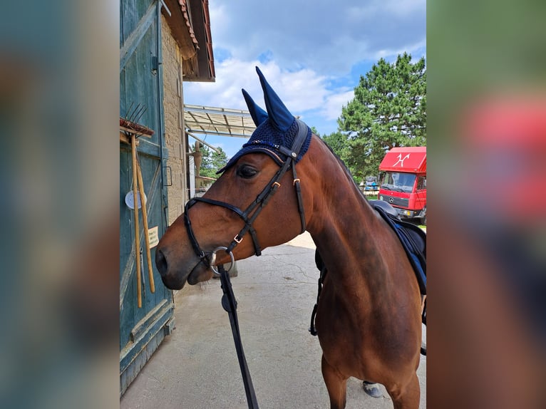 Zangersheide Giumenta 6 Anni 169 cm Baio in Braunschweig