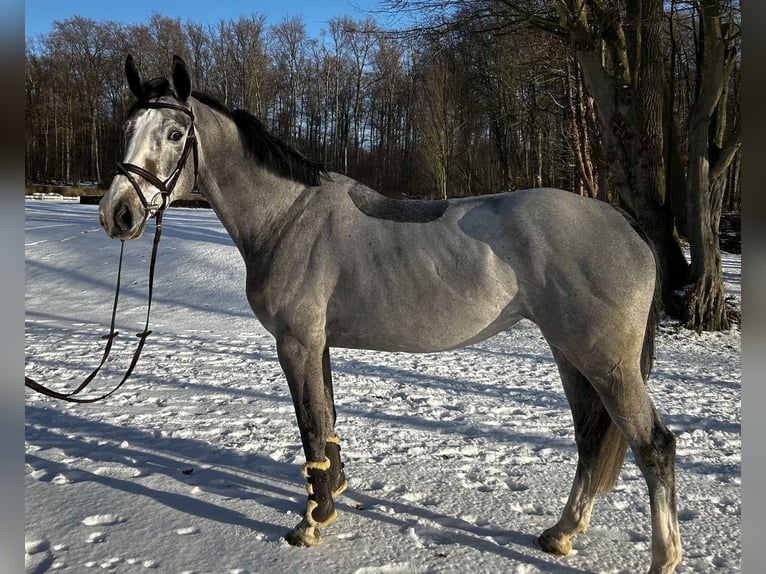 Zangersheide Giumenta 6 Anni 170 cm Grigio in Darmstadt