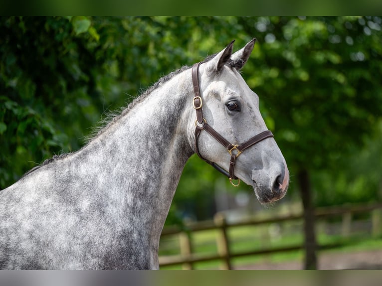 Zangersheide Giumenta 6 Anni 170 cm Grigio pezzato in lliria