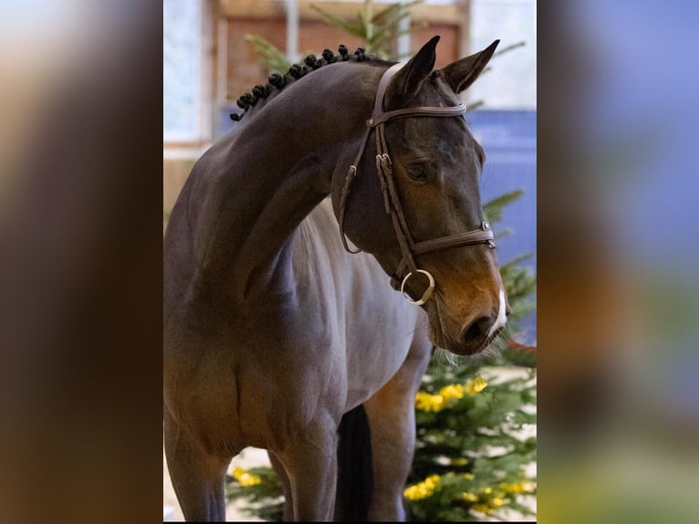Zangersheide Giumenta 6 Anni 171 cm Baio scuro in Diepholz