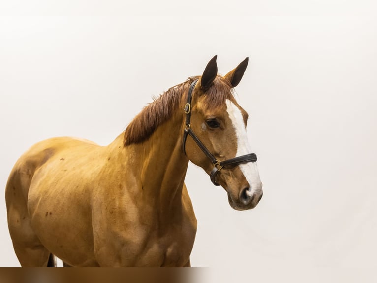 Zangersheide Giumenta 6 Anni 171 cm Sauro in Waddinxveen