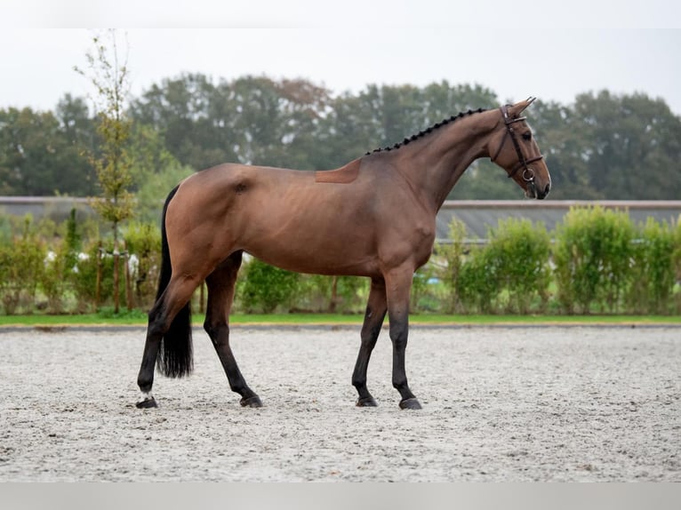 Zangersheide Giumenta 6 Anni 172 cm Baio in Bladel