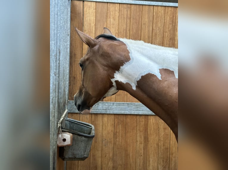 Zangersheide Giumenta 6 Anni 172 cm Pezzato in Bad Kreuznach