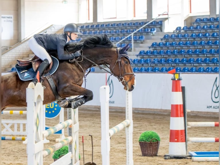 Zangersheide Giumenta 6 Anni 175 cm Baio scuro in Königslutter am Elm