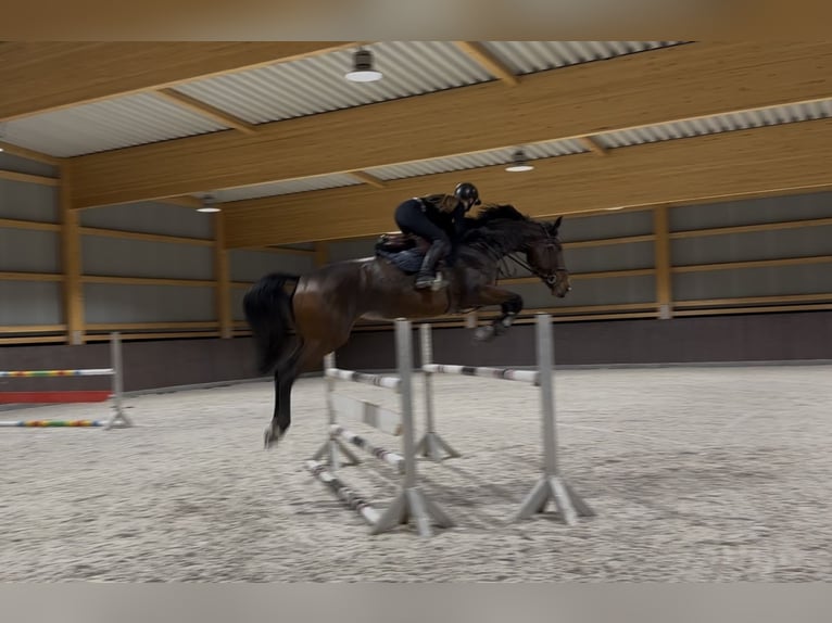 Zangersheide Giumenta 6 Anni 175 cm Baio scuro in Königslutter am Elm