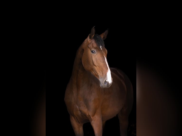 Zangersheide Giumenta 6 Anni 175 cm Baio scuro in Königslutter am Elm