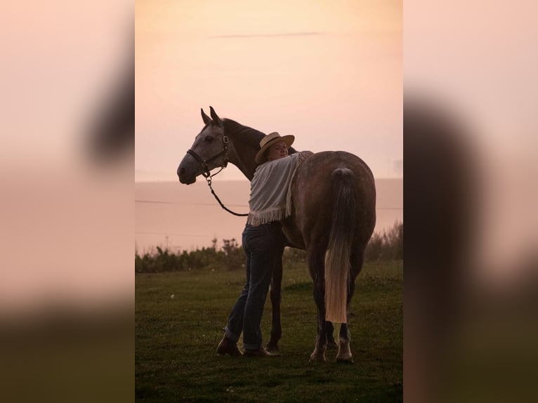 Zangersheide Giumenta 6 Anni Grigio in &#x160;ni&#x16B;rai&#x10D;iai