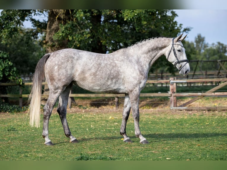 Zangersheide Giumenta 6 Anni Grigio pezzato in Heerde