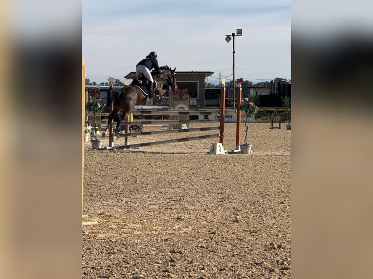 Zangersheide Giumenta 7 Anni 155 cm Baio in Torrita Tiberina