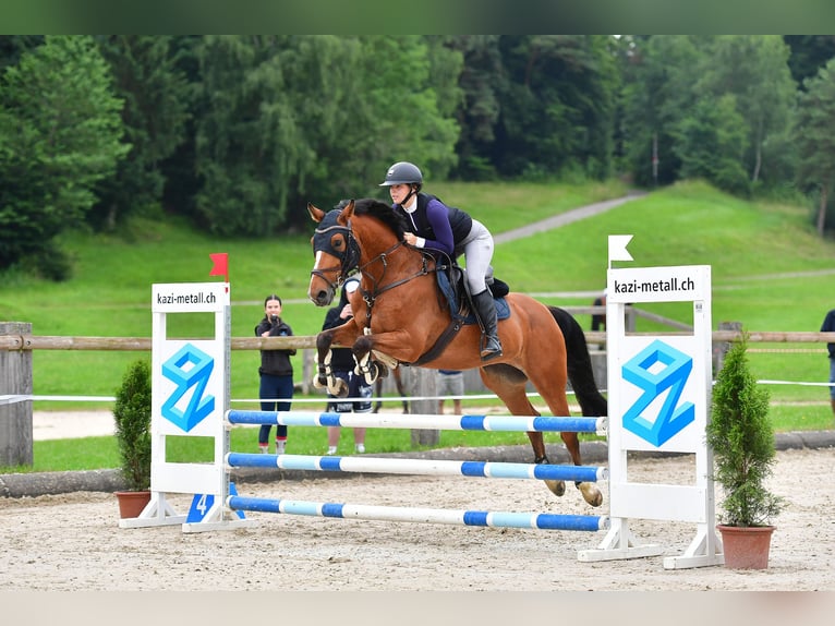 Zangersheide Giumenta 7 Anni 160 cm Baio in B&#xE4;tterkindenB&#xE4;tterkinden