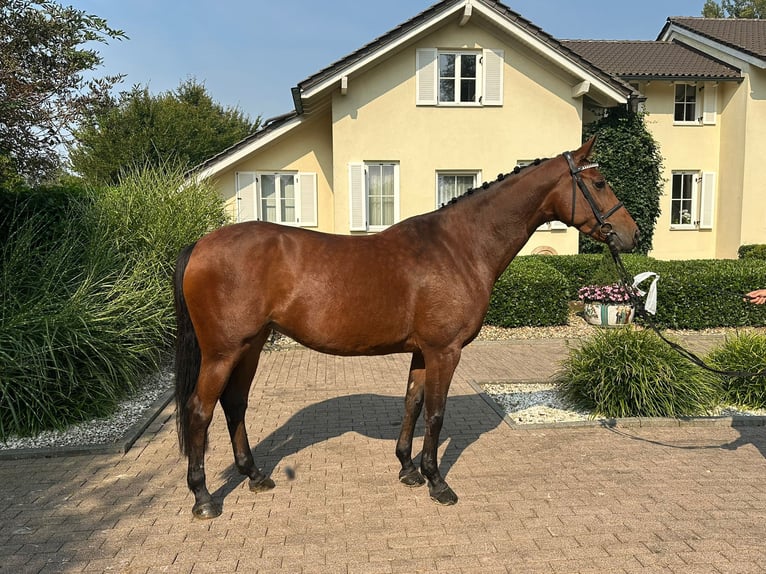 Zangersheide Giumenta 7 Anni 160 cm Baio in Willich