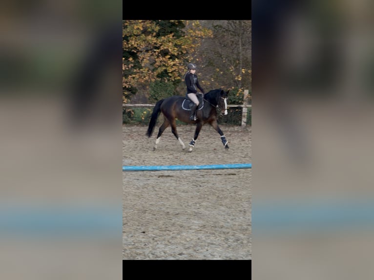 Zangersheide Giumenta 7 Anni 160 cm Baio scuro in Steinhagen