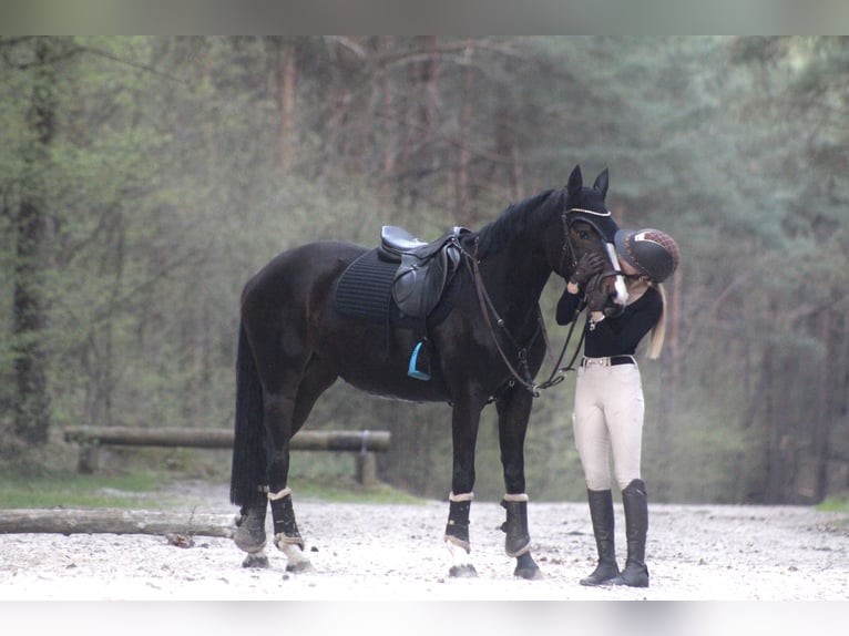 Zangersheide Giumenta 7 Anni 160 cm Baio scuro in Steinhagen