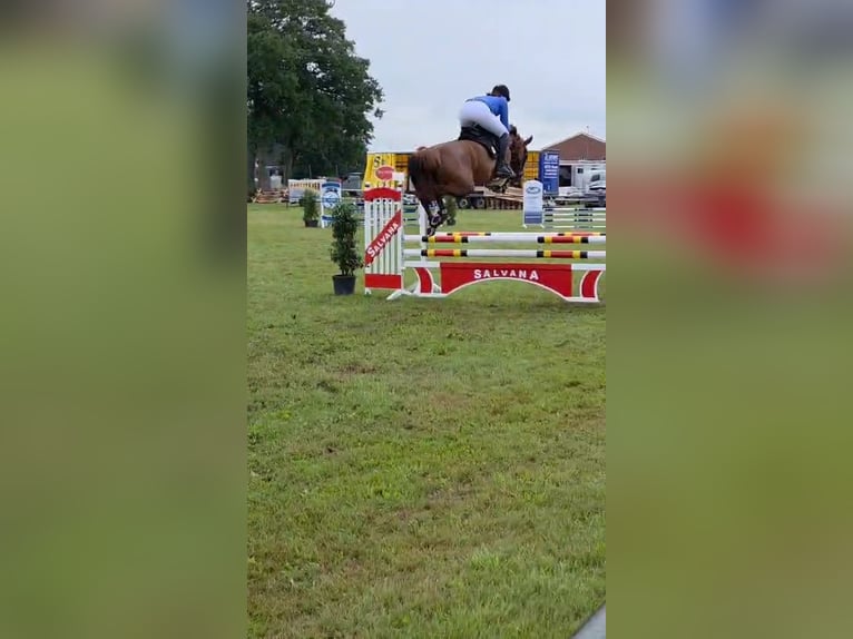 Zangersheide Giumenta 7 Anni 160 cm Sauro in Lähden