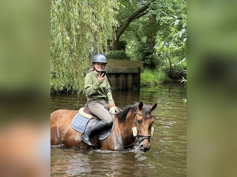 Zangersheide Giumenta 7 Anni 163 cm Baio in Lilienthal