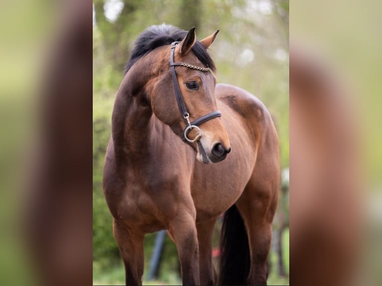 Zangersheide Giumenta 7 Anni 163 cm Baio in Lilienthal