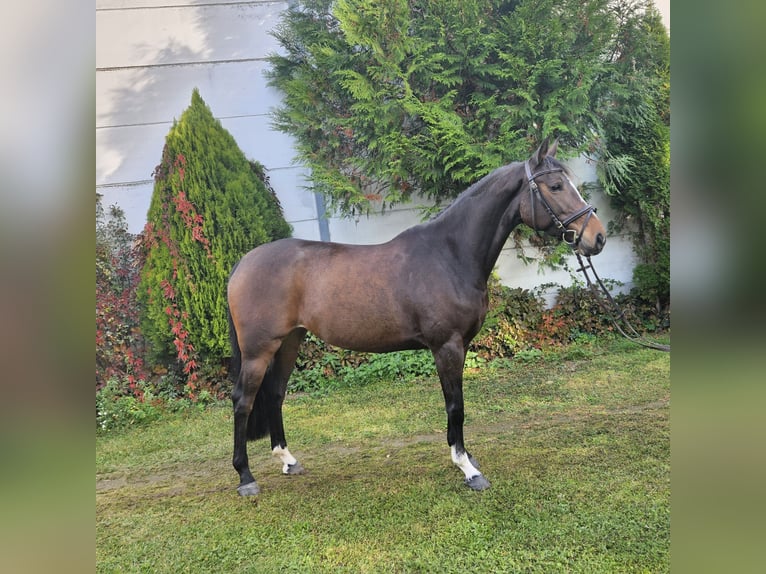 Zangersheide Giumenta 7 Anni 163 cm Baio in Löbnitz