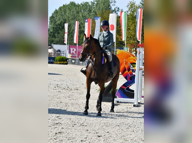 Zangersheide Giumenta 7 Anni 163 cm Baio in Wontergem