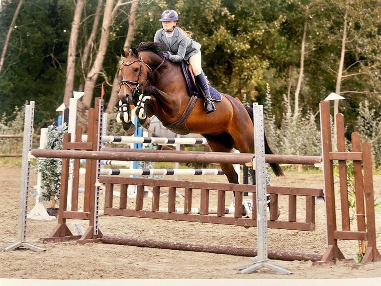 Zangersheide Giumenta 7 Anni 163 cm Baio in Wontergem