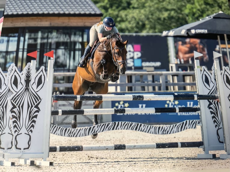 Zangersheide Giumenta 7 Anni 163 cm Baio in Wontergem
