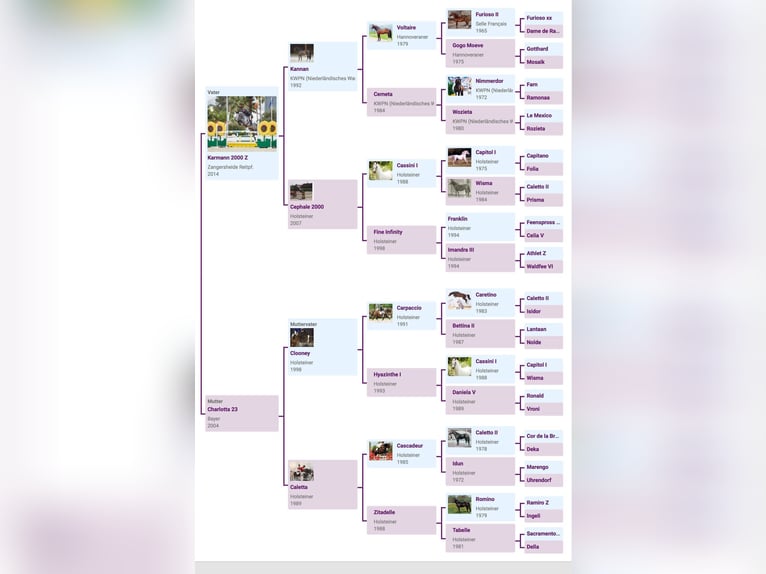 Zangersheide Giumenta 7 Anni 163 cm Grigio pezzato in Wertach