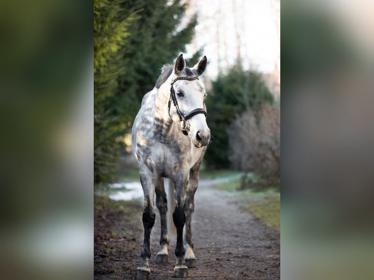 Zangersheide Giumenta 7 Anni 163 cm Grigio pezzato in Wertach