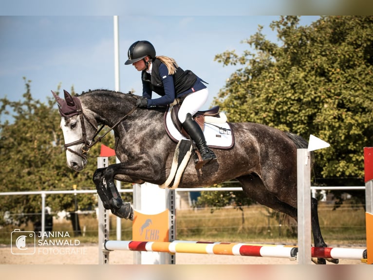 Zangersheide Giumenta 7 Anni 163 cm Grigio pezzato in Wertach