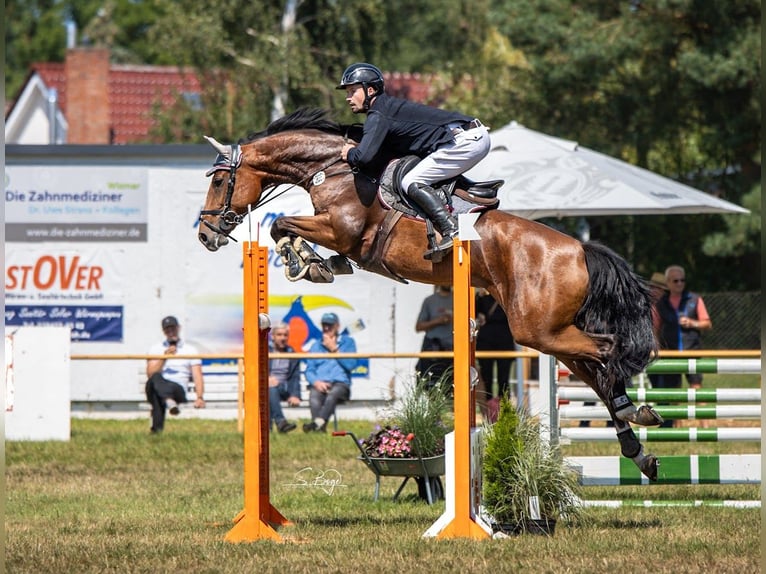 Zangersheide Giumenta 7 Anni 164 cm Baio in Lübeck