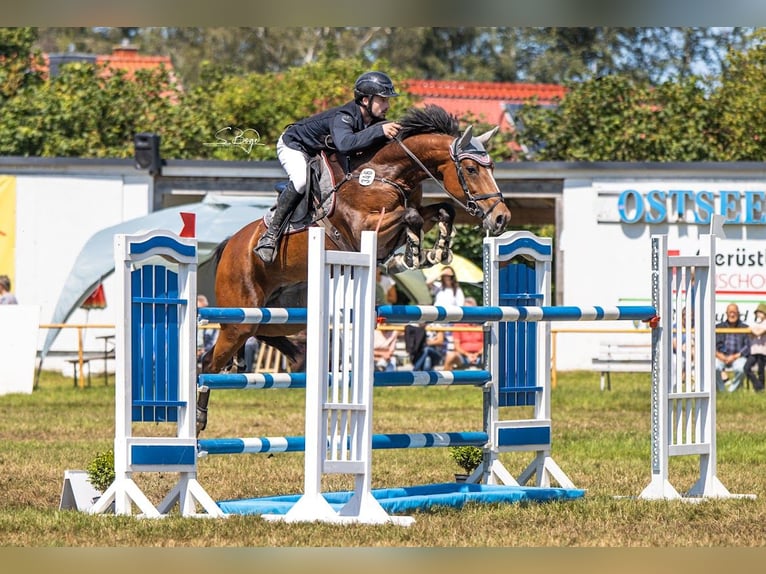 Zangersheide Giumenta 7 Anni 164 cm Baio in Lübeck