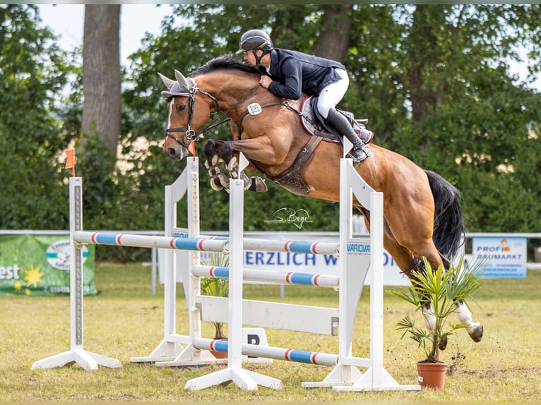 Zangersheide Giumenta 7 Anni 164 cm Baio in Lübeck