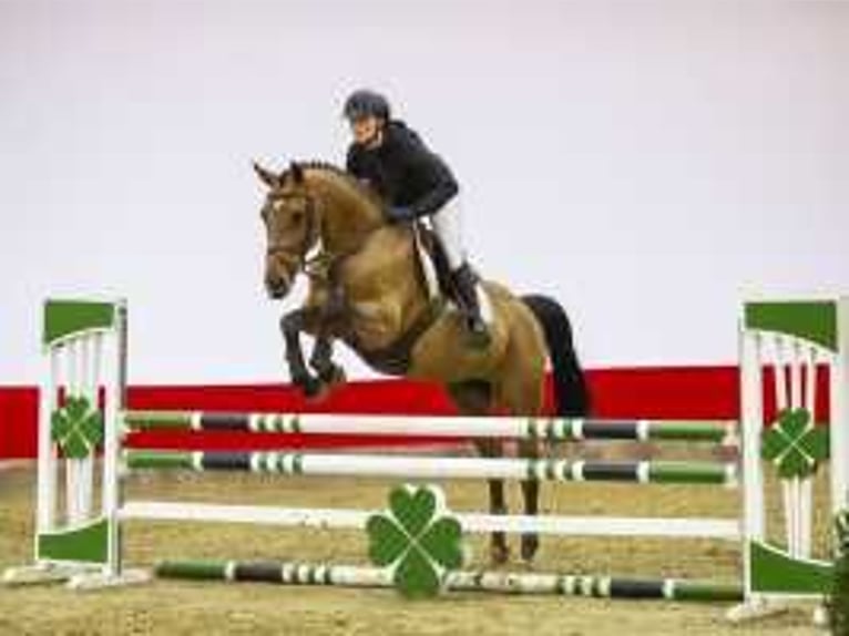 Zangersheide Giumenta 7 Anni 164 cm Baio in Waddinxveen