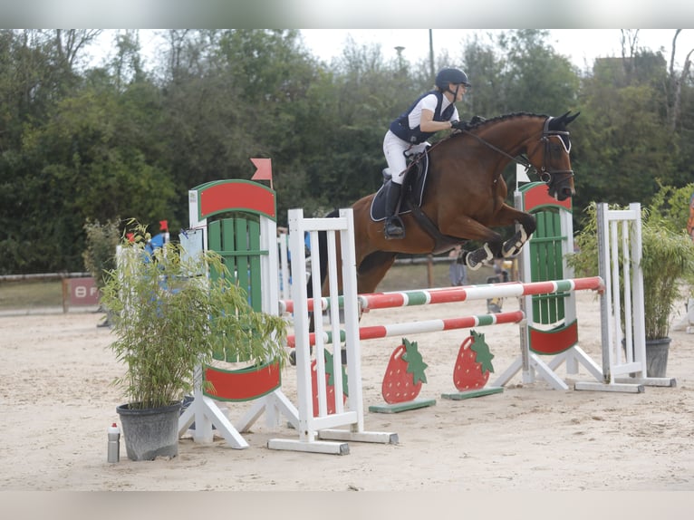 Zangersheide Giumenta 7 Anni 165 cm Baio in Les Chères