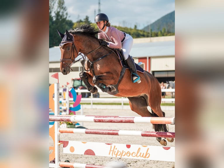 Zangersheide Giumenta 7 Anni 165 cm Baio in Liptovská Sielnica